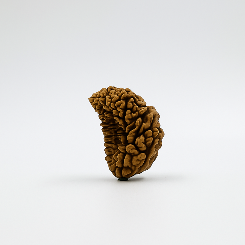 Natural Certified 1 Mukhi Rudraksha