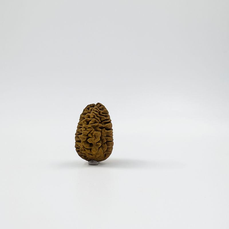 2 Mukhi Rudraksha Original Certified