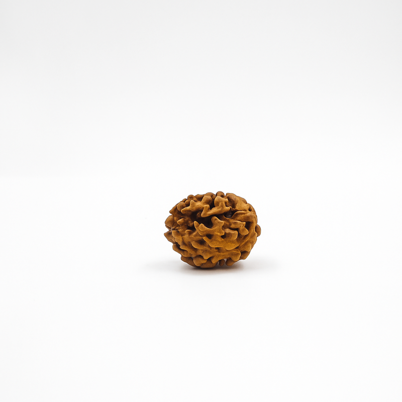 2 Mukhi Rudraksha Original Certified Nepali