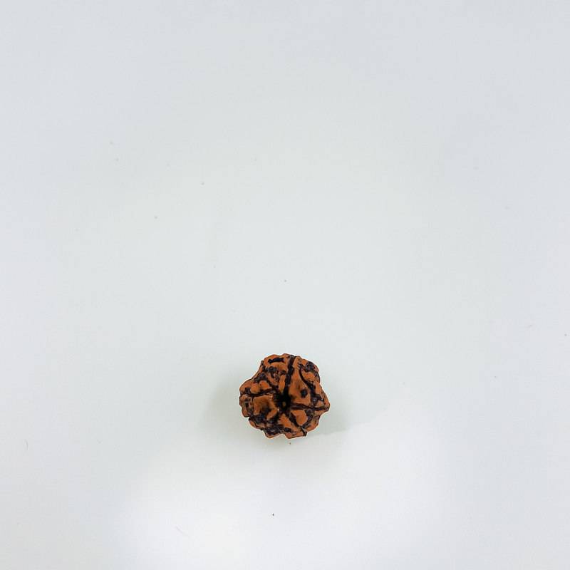 3 Mukhi Rudraksha Original Certified