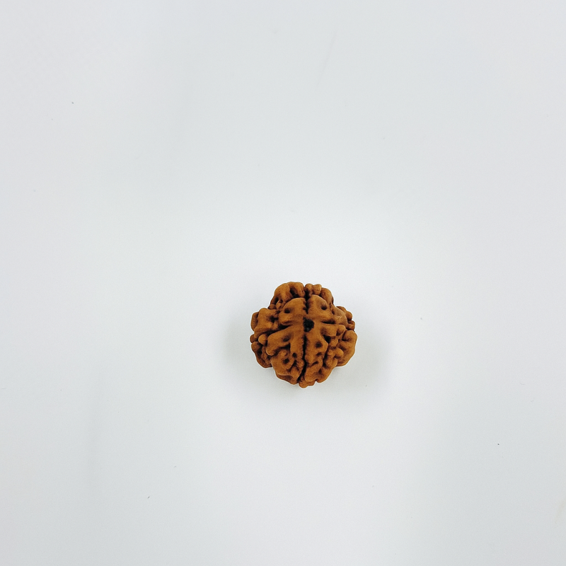 4 Mukhi Rudraksha Original Certified nepali