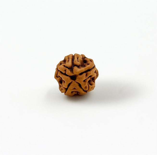 5 Mukhi Rudraksha Original Certified Nepali