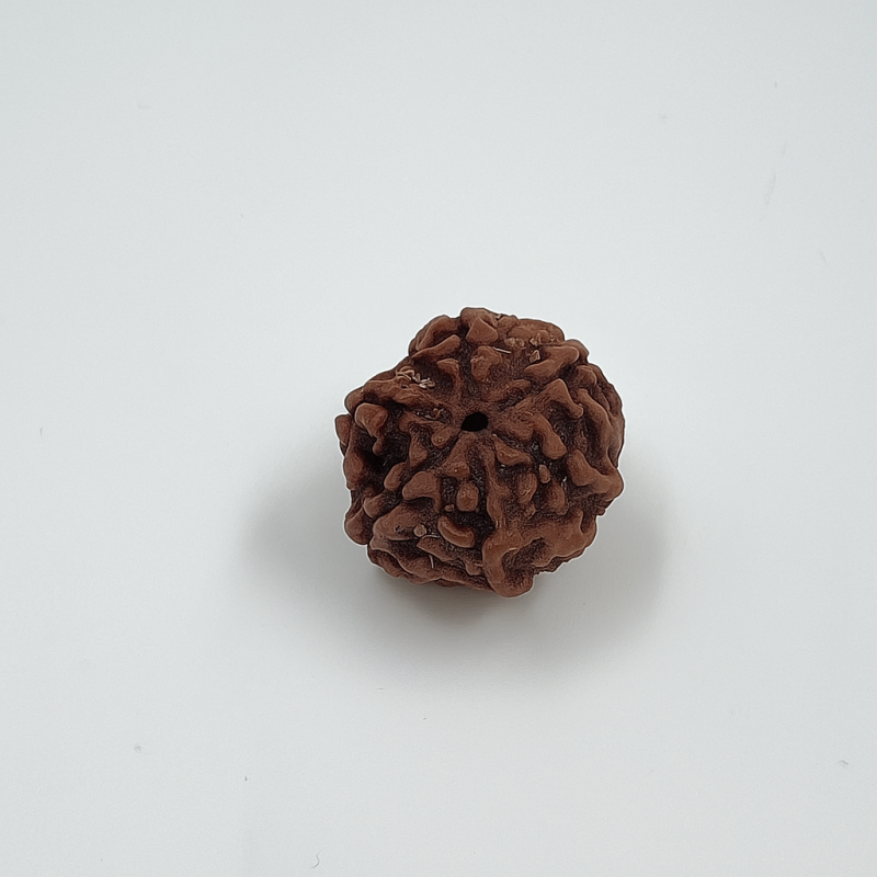 6 Mukhi Rudraksha Original Certified Bead - Natural Nepali
