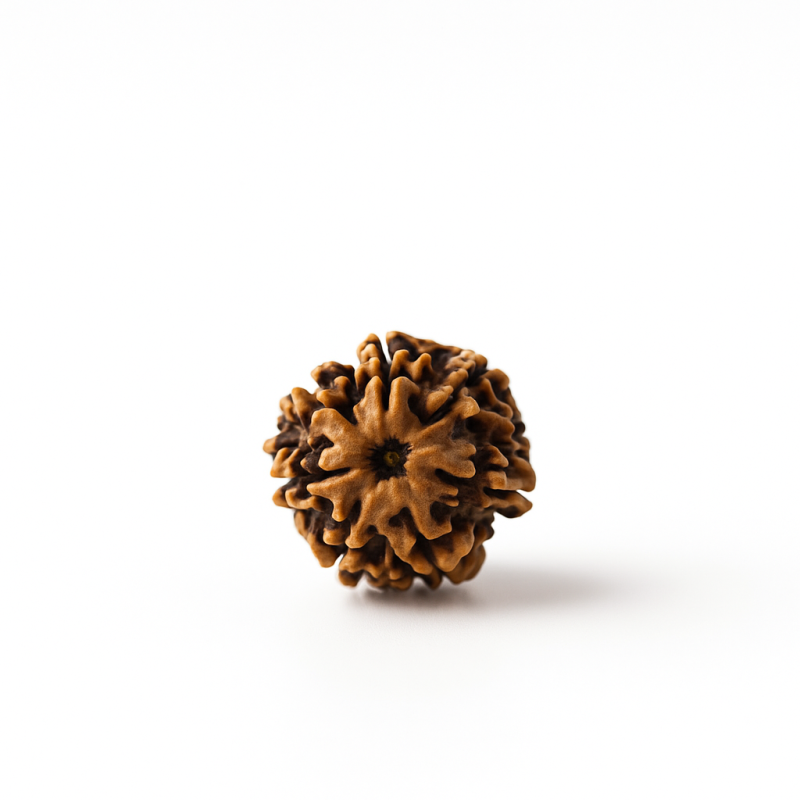 7 Mukhi Rudraksha Original Certified Bead - Natural Nepali