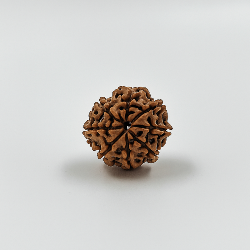 8 Mukhi Rudraksha Original Certified Bead - Natural Nepali