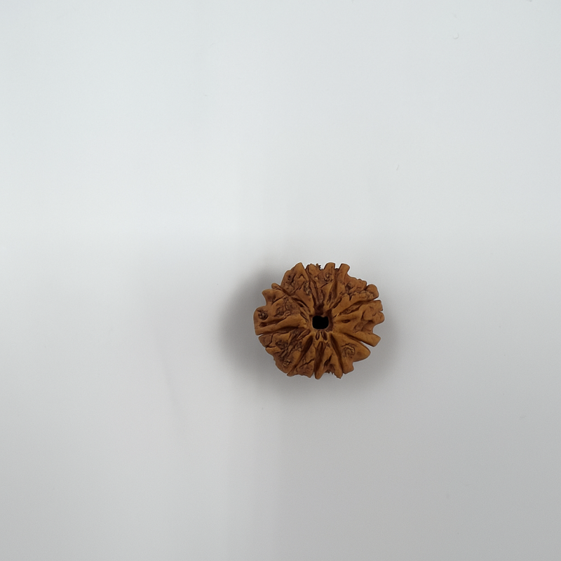 9 Mukhi Rudraksha Original Certified Bead - Natural Nepali