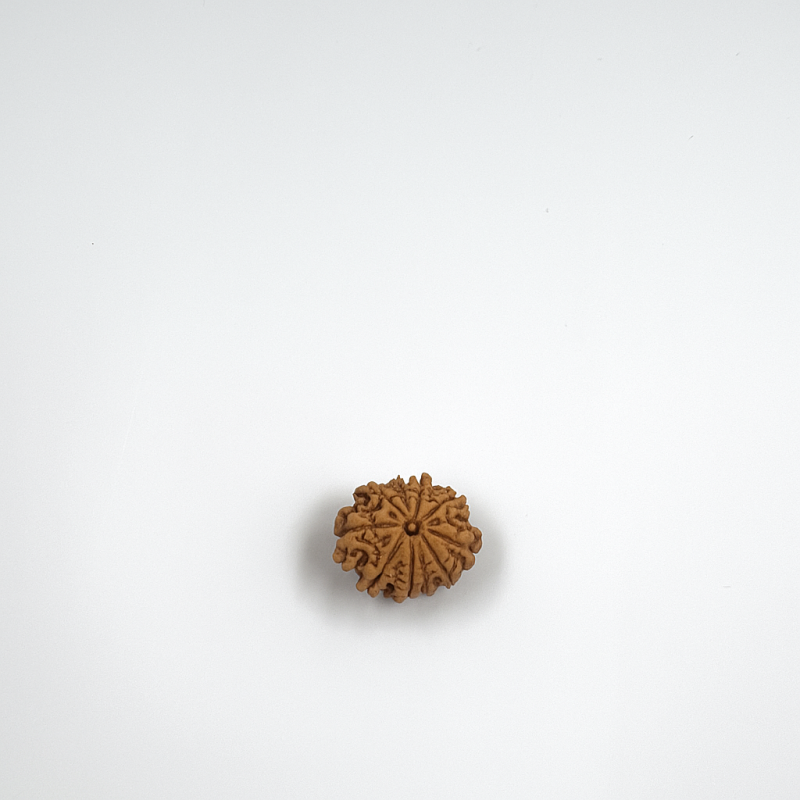 10 Mukhi Rudraksha Nepali
