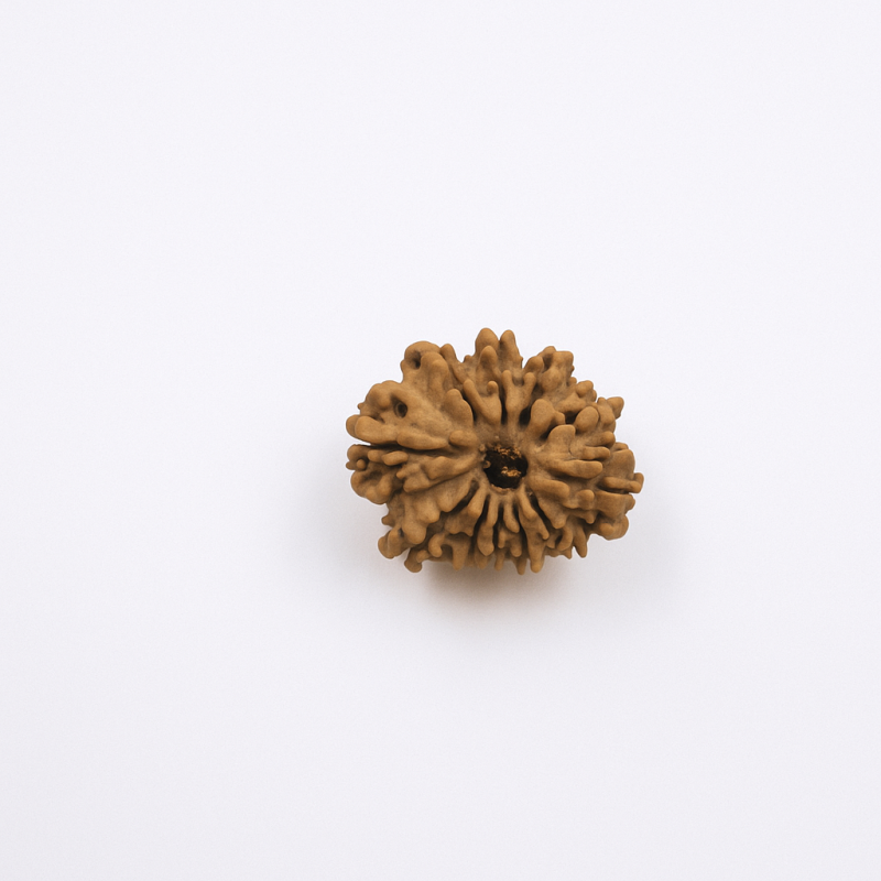 11 Mukhi Rudraksha Original Certified Nepali