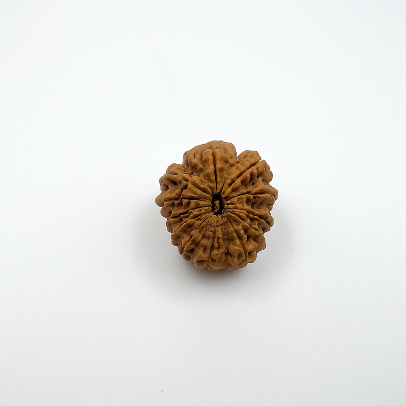 12 Mukhi Nepali Rudraksha